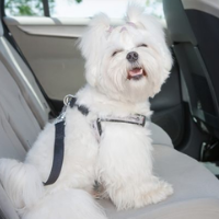 3-Pack Pet Seat Belt™